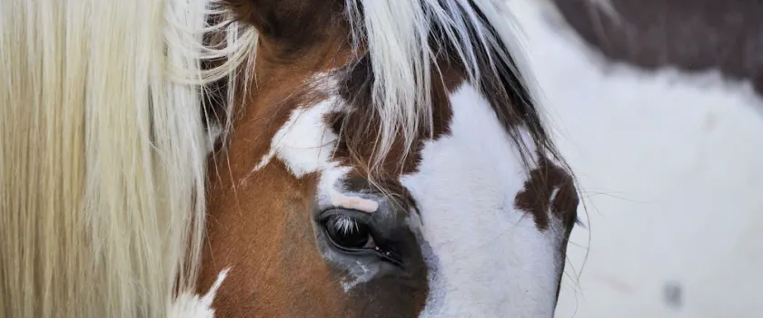 Horse Farm Retreat Creekside lille hus, 4 sovepladser og dyrevenlige - Image 1
