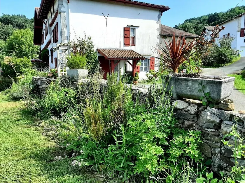 Burusenia - Image 1