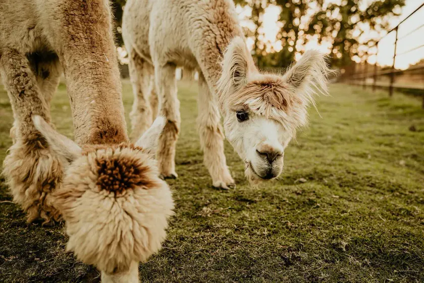 Hacienda de las Rosas Animal Sanctuary and Farm Experience  - Image 1