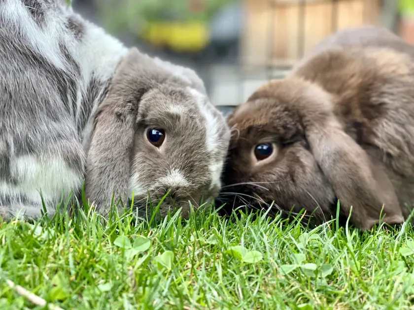 Adorable Farm Stay in Ballard! Bunnies, A/C, walkable, near beach & attractions - Image 1