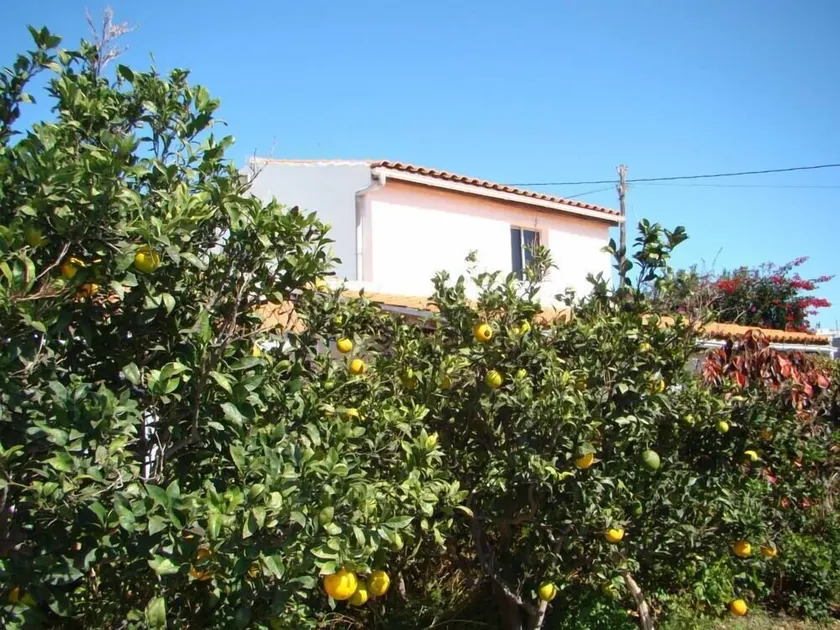 Ruhig gelegenes Ferienhaus in der Mitte einen Obstgarten - Image 1
