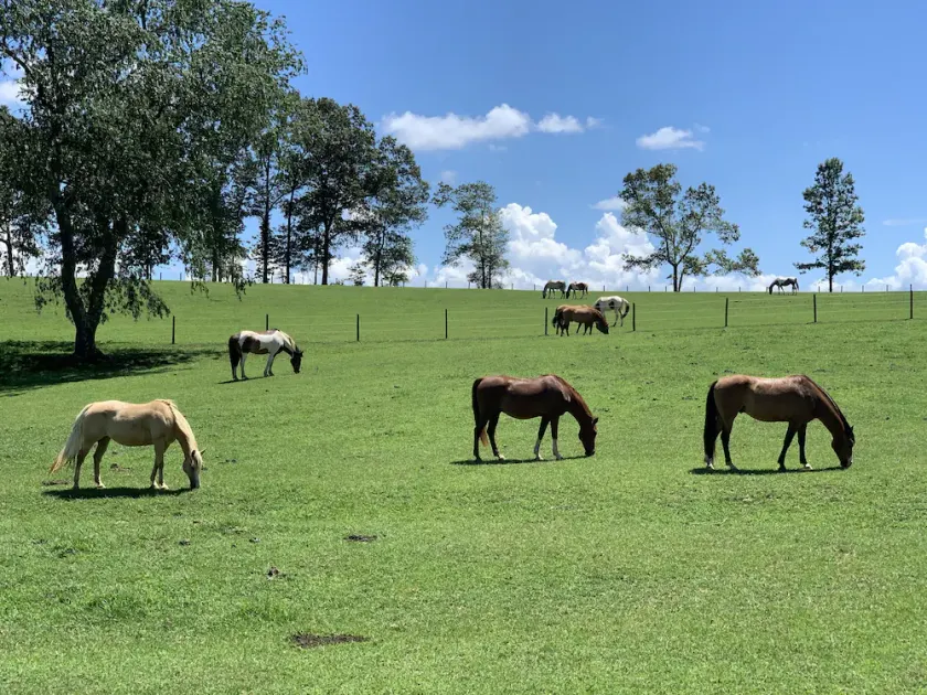 17 Morgen Private Horse Farm ~ Kamin ~ Whirlpool ~ Ruhig ~ Abgeschieden - Image 1