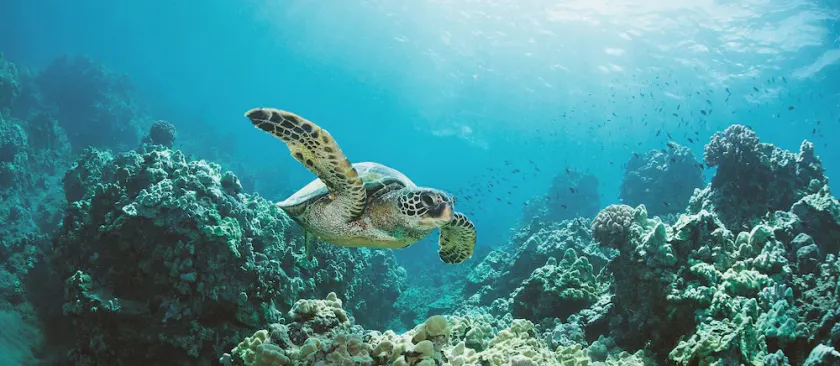Neu renoviertes Juwel in Hawaiian Shores - Image 1