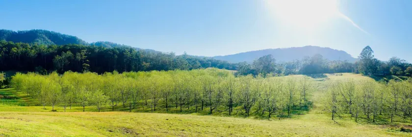 Bellbowra Farmstay - Pet Friendly - Nambucca Valley - Image 1