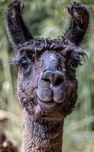 Alpaca Bag n Stay Cottage  - Image 1