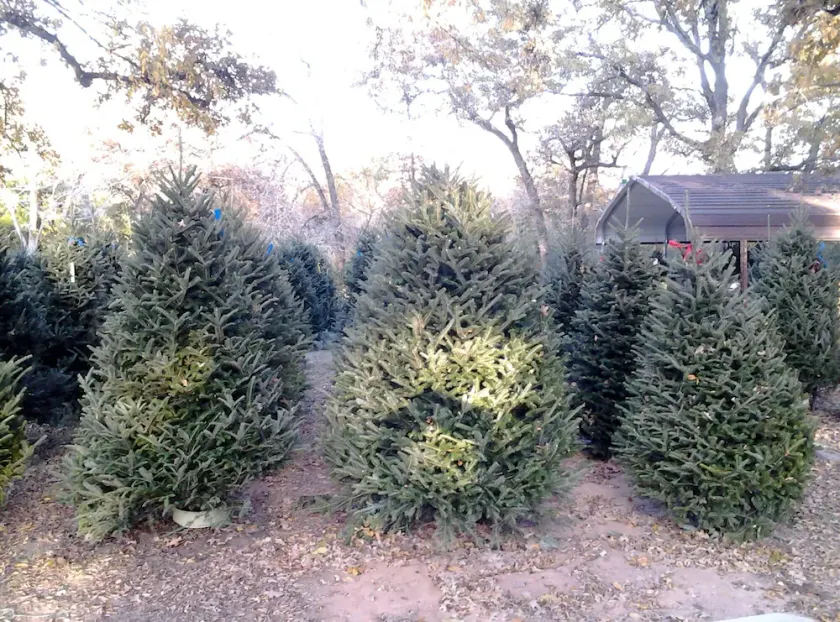 Christmas Tree Farm with Bed and Breakfast accommodations located on a 12 acre propertyin the Peaceful Countryside between Bryan and Hearne Tx - Image 1