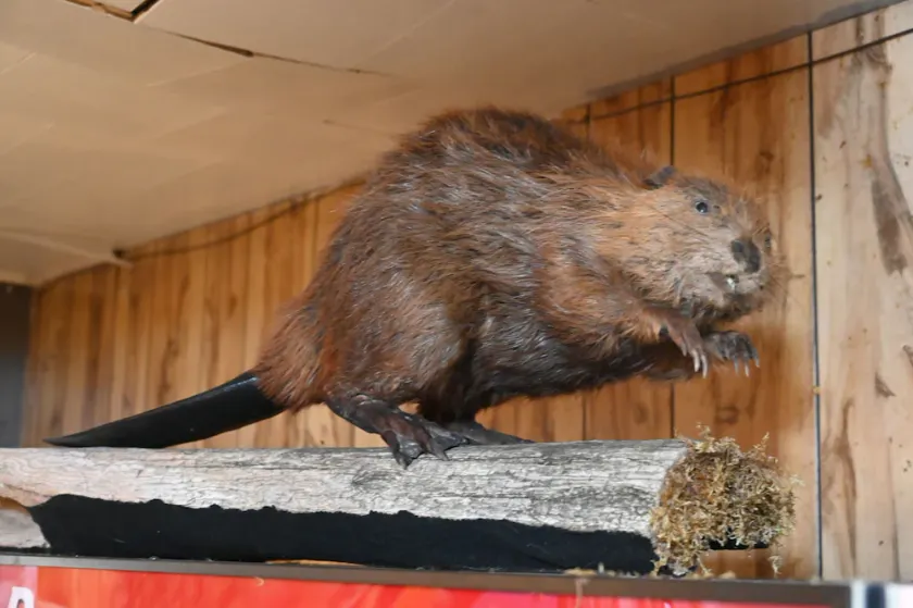 Bushy Beaver Bar - Image 1