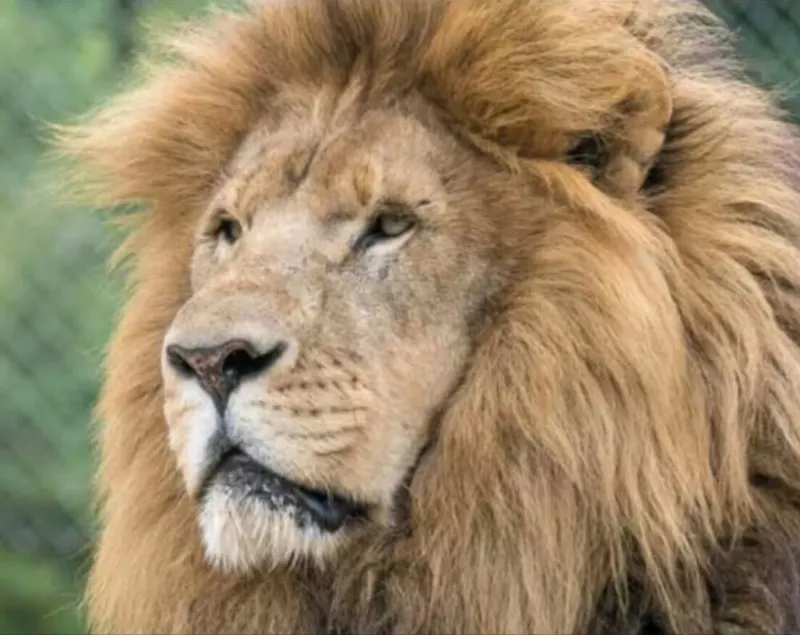 THE LIONS DEN  Home Next to  Lion & Tiger Reserve - Image 1
