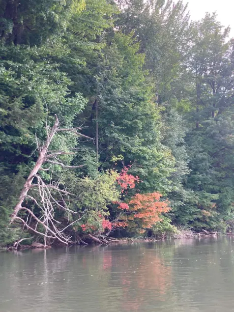 Beautiful cabin on the Manistee River - Image 1