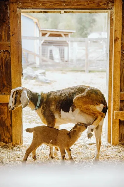 The Nest•Left Foot Farm Goat Dairy•Mt Rainier - Image 1