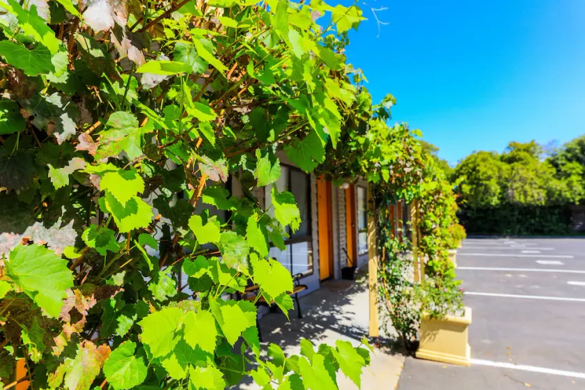 Country Roads Motor Inn Naracoorte - Image 1