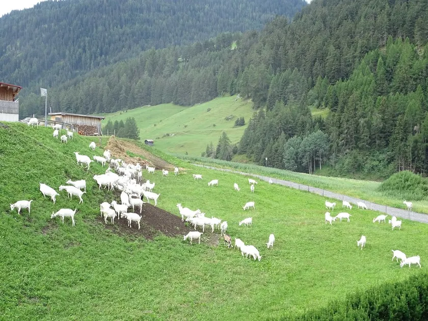 Goat view - Alpine peace - Image 1