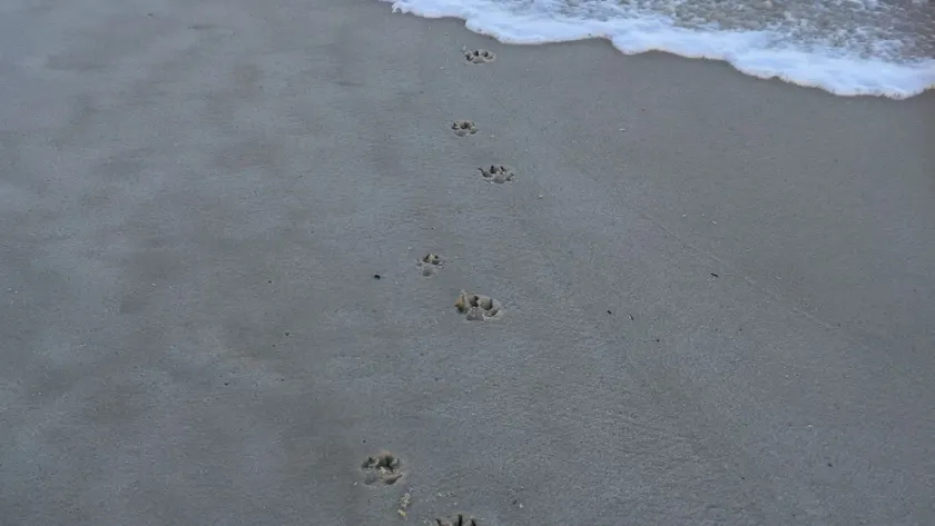 Paws & Pause @ The Bay - Image 1