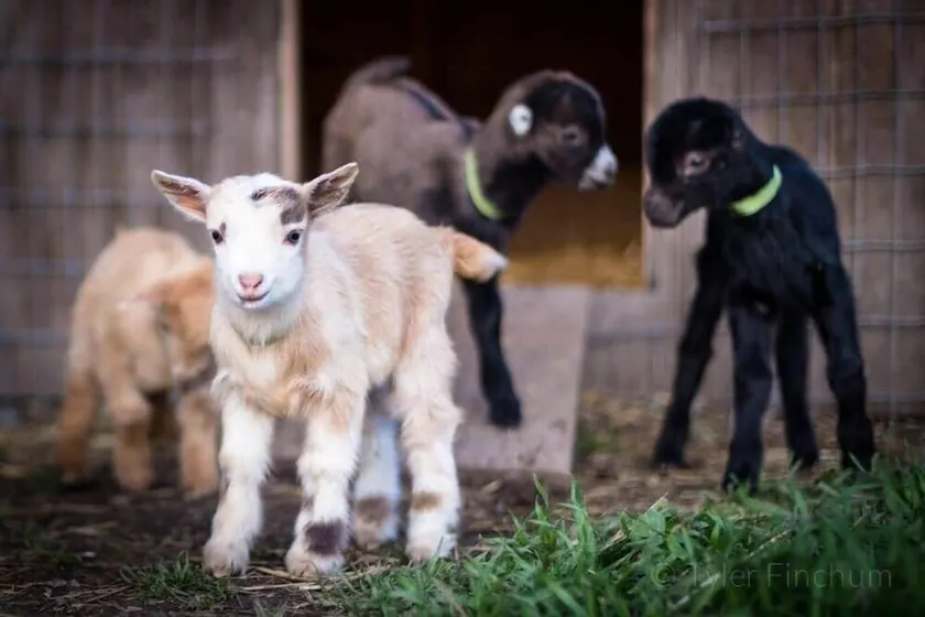 Red Cabin•Left Foot Farm Goat Dairy• Mt Rainier - Image 1