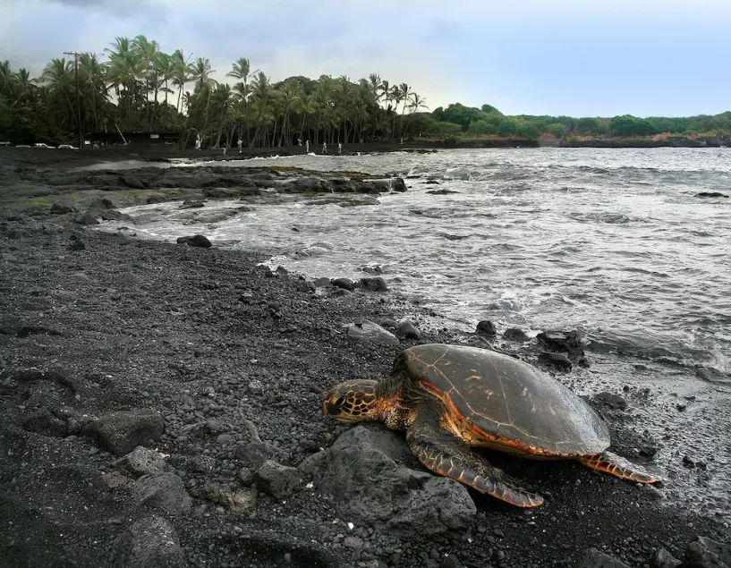 Turtle Paradise ved Punalu'u Black Sand Beach - Image 1