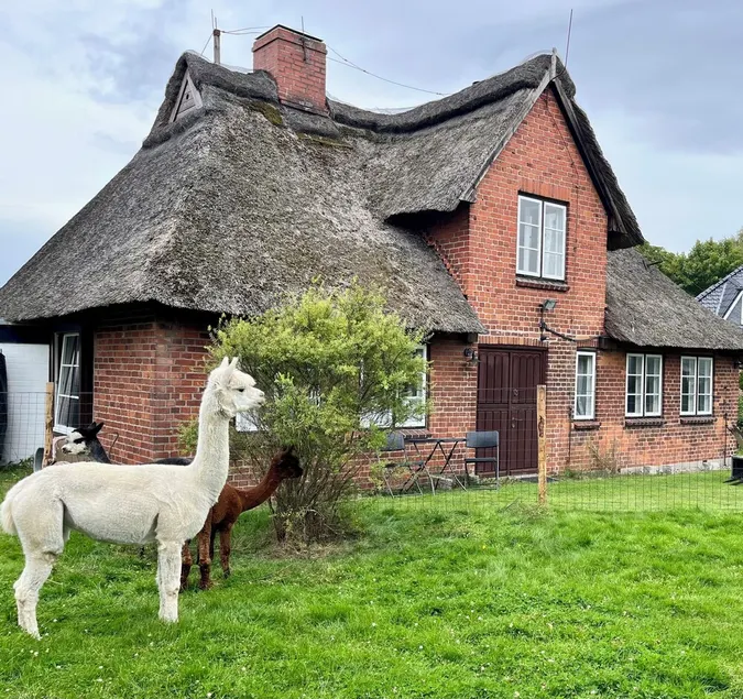 Baltic Sea - Romance. Vacation home / vacation apartment near Scharbeutz and Eutin with alpacas - Image 1