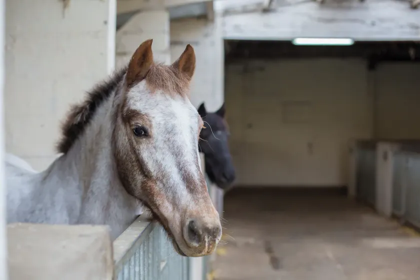 Gîte Etrier Wallon Au milieu des chevaux ... - Image 1
