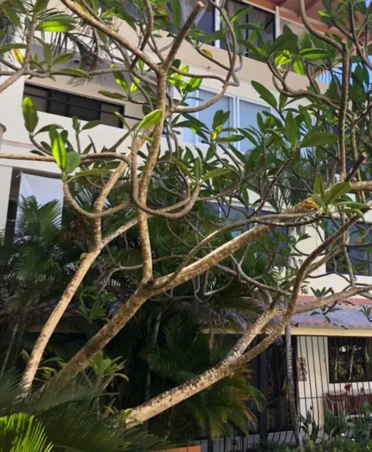 Your Oasis waits for you at Sosua Best Condos!!! - Image 1