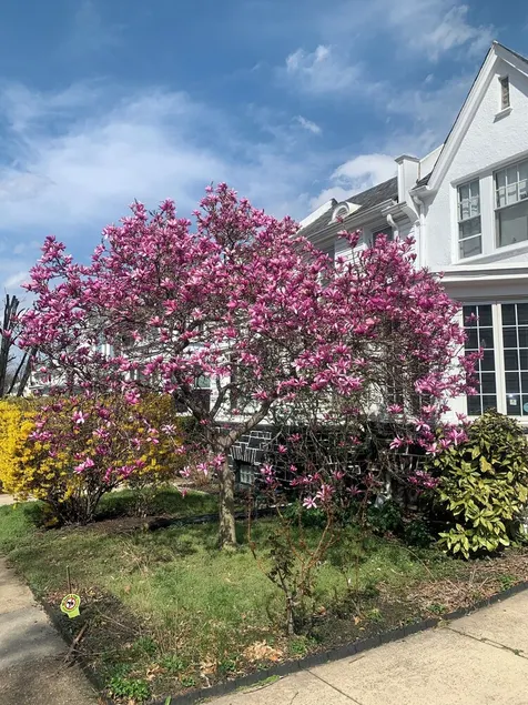 Artsy Homey Rowhouse, 3bdrm & office, quiet urban area, free parking, fast WiFi - Image 1