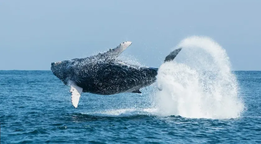 Vive Sol y Sol !!! Los Organos - Mar de las Ballenas - Image 1