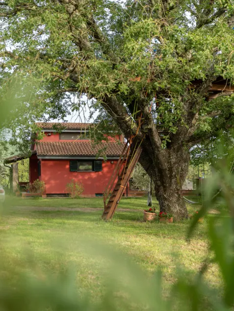 The Red House in the Green Oasis - Image 1
