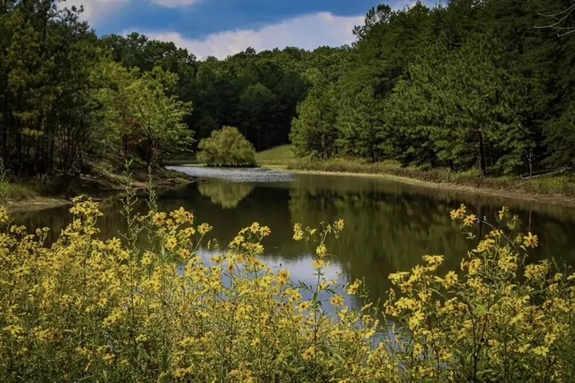 Secluded Cabin on 3 acres l Porch, Fishing, Wildlife, Pond + Kayak - Image 1