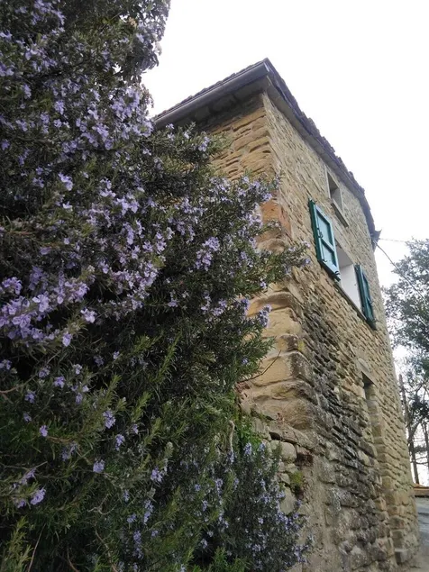 House made of stone and chestnut wood, at the foot of the chestnut grove - Image 1