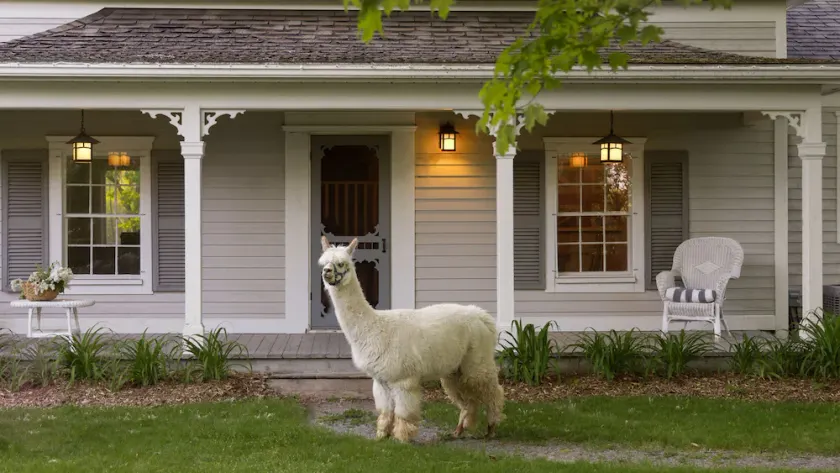 Century Farm House på Arbejder Alpaca Farm i Prince Edward County - Image 1