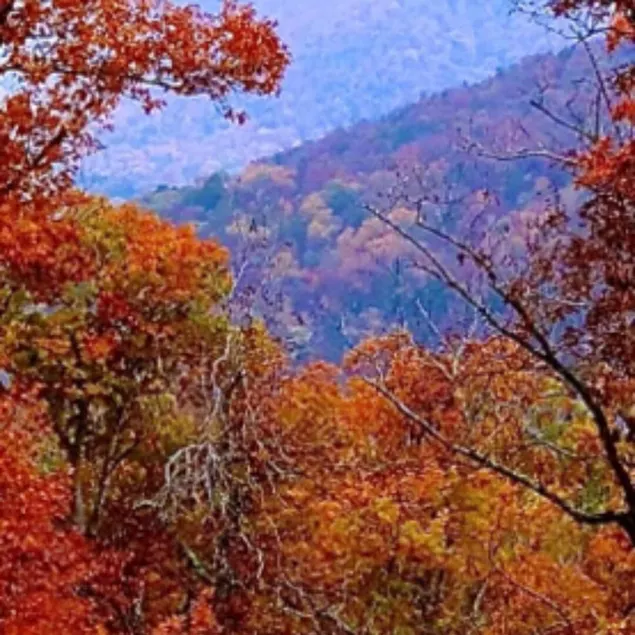 Fall leaves are at Patten's Landing,  an 84-year old log cabin on the Meramec! - Image 1
