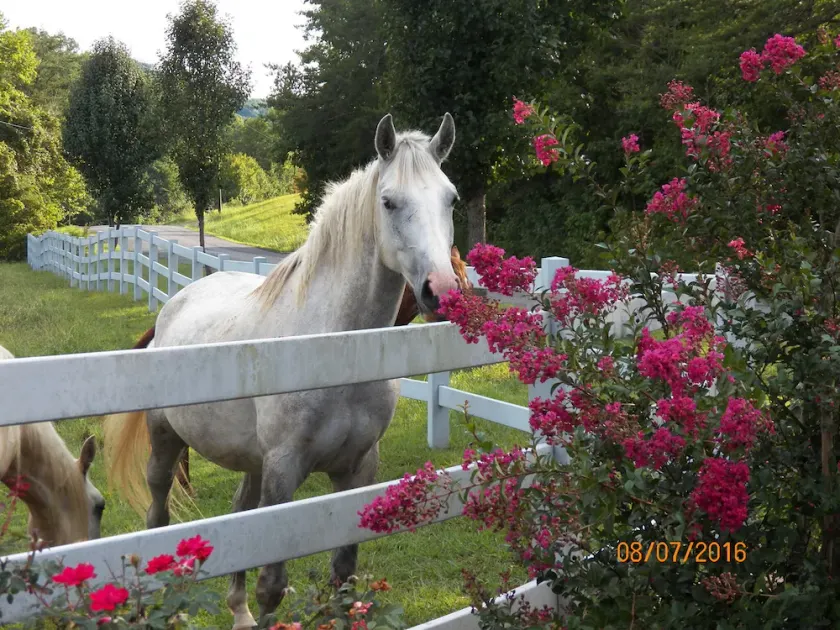 T-Lea Farm din 73 Acre Horse Farm Vaction Retreat i East Tennessee - Image 1