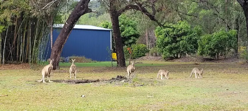 Roo Or 2 on Streeter - Image 1