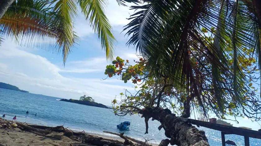 Ceiba Ganadito - Image 1