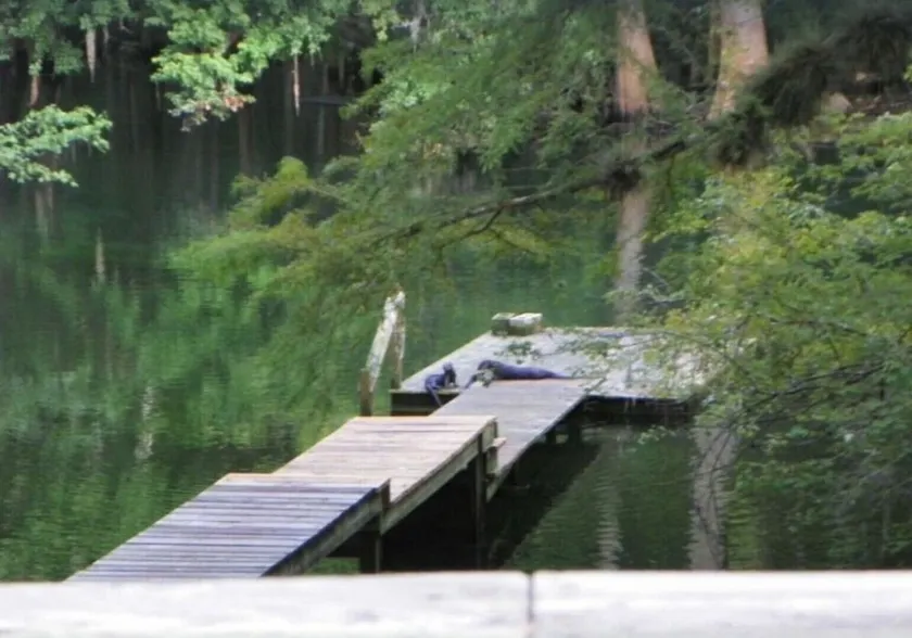 ICHETUCKNEE RIVER - Riverfront on the Crystal Clear Ichetucknee River - Image 1
