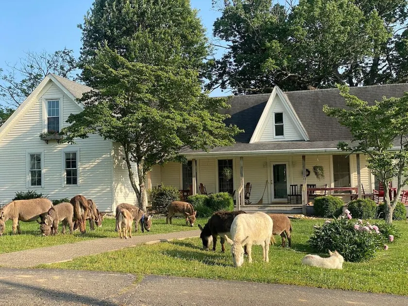 1884 Farmhouse - Donkeytown at Turner Farms - Image 1