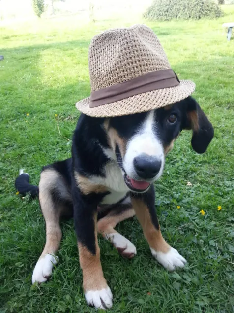 Vacances à la ferme pour toute la famille une expérience - Image 1