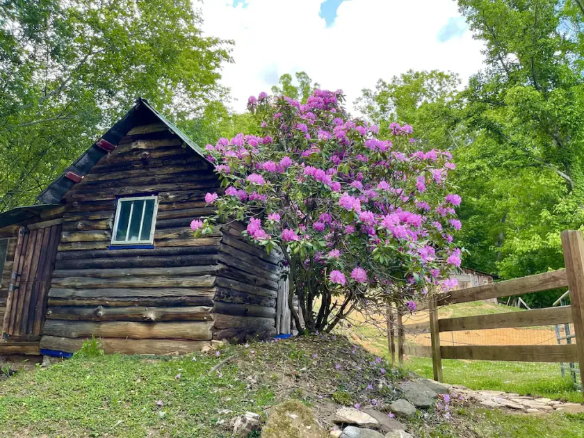 Cozy Cabin: Peaceful Haven in the Heart of Nature - Image 1