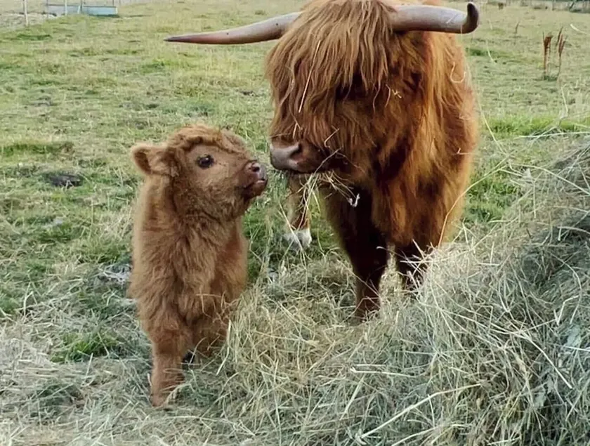 Boutique Shepherds Hut set in a wildflower meadow on a farm with Highland Cows - Image 1