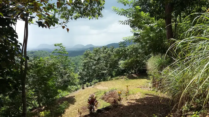 LIVE IN A TEA ESTATE: RUHIG: GRÜN: WALD IN HOHER HÖHE: HERRLICHE AUSSICHTEN - Image 1