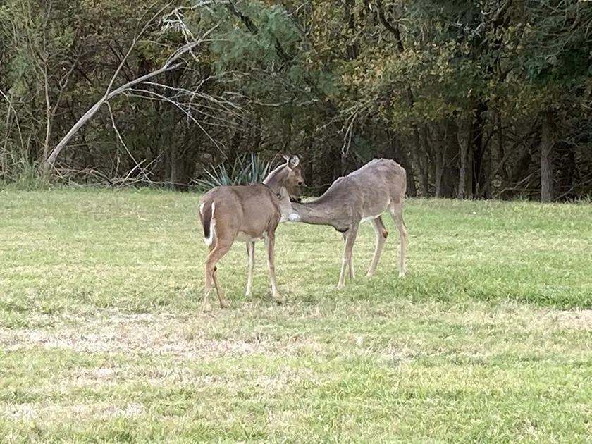 En-Deer-ing Pet friendly Retreat  🐕 - Image 1