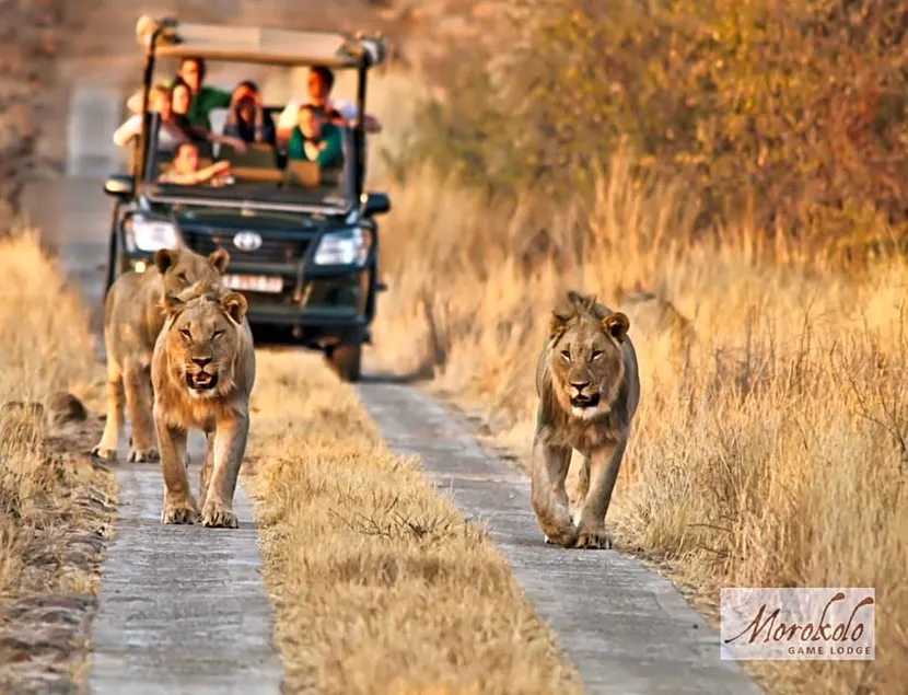 Morokolo Safari Lodge Self-Catering - Image 1