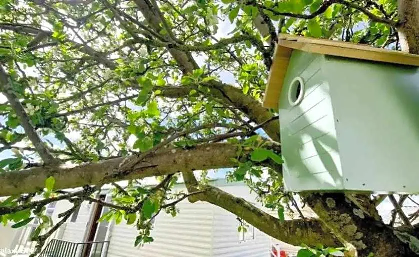 The Nest - Image 1