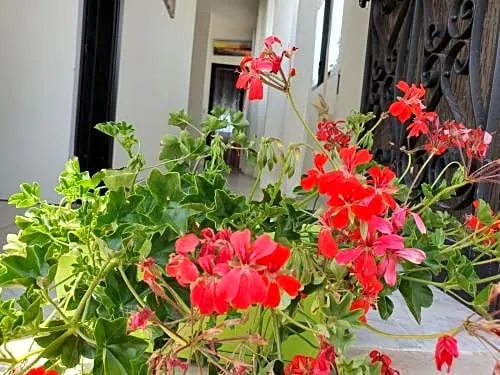 Il casale di zi'leo - Image 1