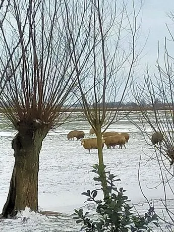 Het Kraaienbosch - Image 1