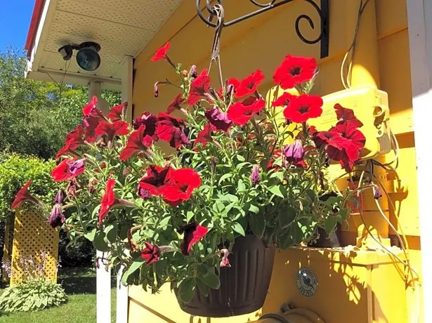 Chez Lulu et Lutin - Image 1