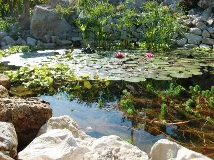 Grappoloduva - Image 1