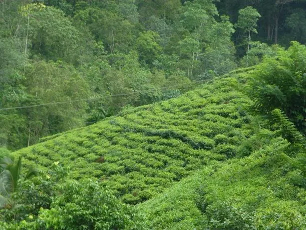 Sinharaja Adventure Resort - Image 1