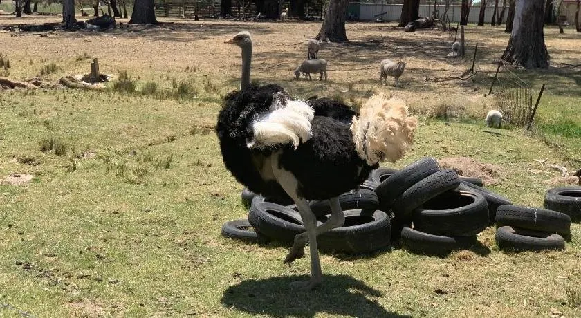 The Funny Farm - Animals / Churchhouse / Amazing Experience - Image 1