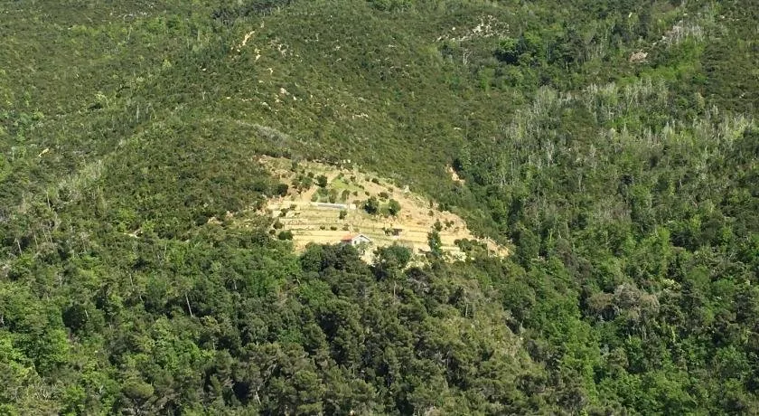 Il mandarino - Image 1