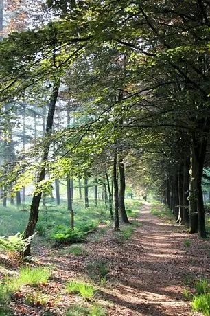 Inn The Woods - Image 1