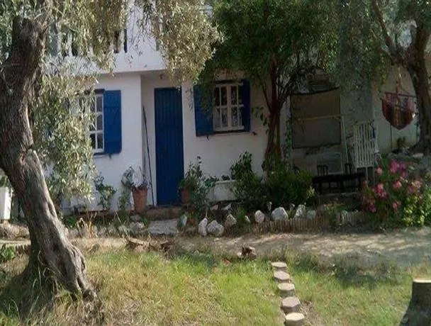 The Olive Branch - Image 1